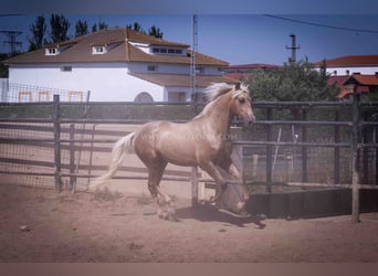 PRE, Semental, 3 años, 166 cm, Palomino