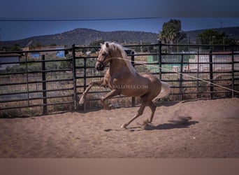 PRE, Semental, 3 años, 166 cm, Palomino