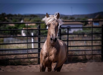 PRE, Semental, 3 años, 166 cm, Palomino
