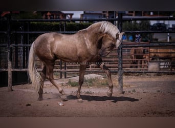 PRE, Semental, 3 años, 166 cm, Palomino