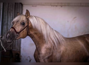 PRE, Semental, 3 años, 166 cm, Palomino