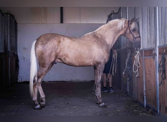 PRE, Semental, 3 años, 166 cm, Palomino