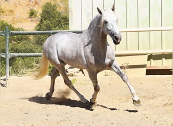 PRE, Semental, 3 años, 166 cm, Tordo