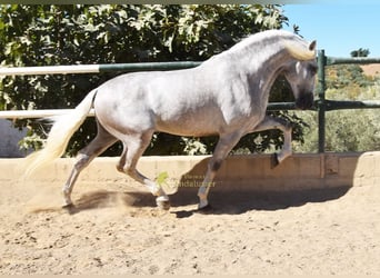 PRE, Semental, 3 años, 166 cm, Tordo