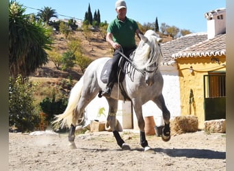 PRE, Semental, 3 años, 166 cm, Tordo
