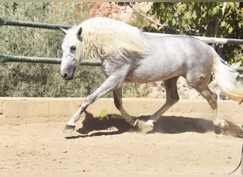 PRE, Semental, 3 años, 166 cm, Tordo