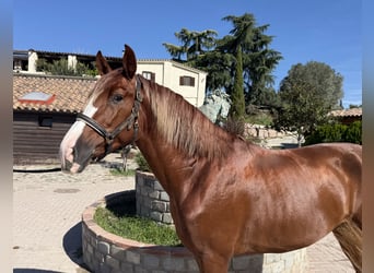 PRE Mestizo, Semental, 3 años, 167 cm, Alazán rojizo