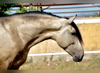 PRE, Semental, 3 años, 167 cm, Buckskin/Bayo