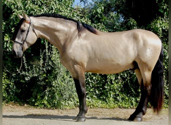 PRE, Semental, 3 años, 167 cm, Buckskin/Bayo