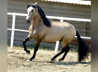 PRE, Semental, 3 años, 167 cm, Buckskin/Bayo