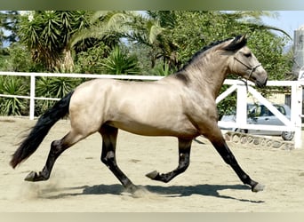 PRE, Semental, 3 años, 167 cm, Buckskin/Bayo