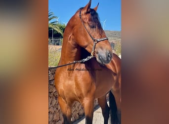 PRE Mestizo, Semental, 3 años, 167 cm, Castaño