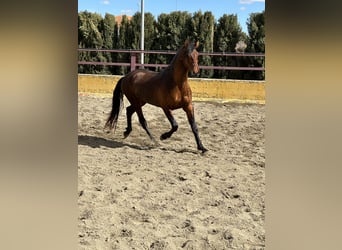 PRE Mestizo, Semental, 3 años, 167 cm, Castaño