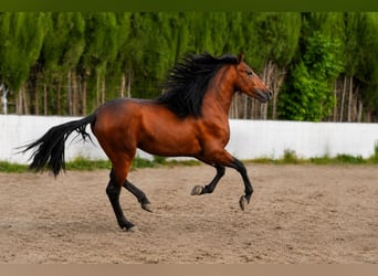 PRE Mestizo, Semental, 3 años, 167 cm, Castaño