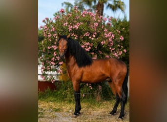 PRE Mestizo, Semental, 3 años, 167 cm, Castaño