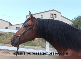 PRE Mestizo, Semental, 3 años, 167 cm, Castaño