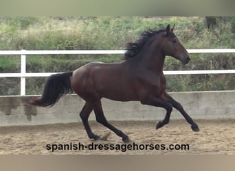 PRE Mestizo, Semental, 3 años, 167 cm, Castaño