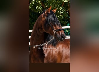 PRE Mestizo, Semental, 3 años, 167 cm, Castaño oscuro