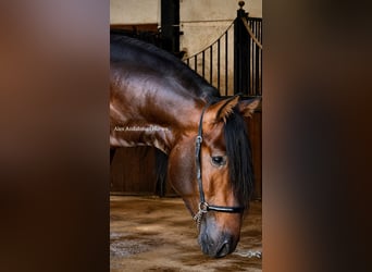 PRE Mestizo, Semental, 3 años, 167 cm, Castaño oscuro