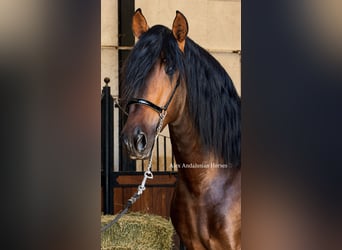 PRE Mestizo, Semental, 3 años, 167 cm, Castaño oscuro