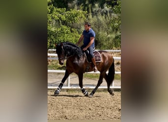 PRE Mestizo, Semental, 3 años, 167 cm, Castaño oscuro