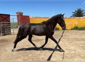 PRE, Semental, 3 años, 167 cm, Negro