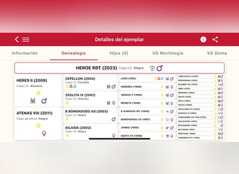 PRE, Semental, 3 años, 167 cm, Negro