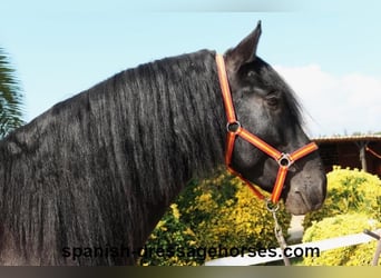 PRE Mestizo, Semental, 3 años, 167 cm, Negro