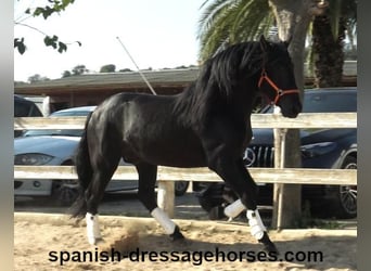 PRE Mestizo, Semental, 3 años, 167 cm, Negro