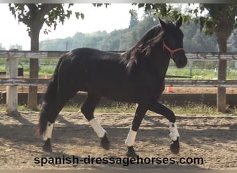 PRE Mestizo, Semental, 3 años, 167 cm, Negro