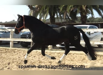 PRE Mestizo, Semental, 3 años, 167 cm, Negro