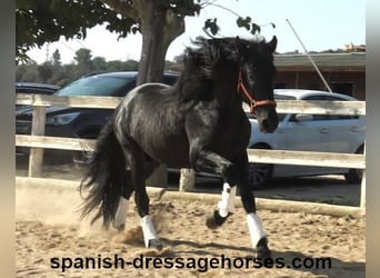 PRE Mestizo, Semental, 3 años, 167 cm, Negro