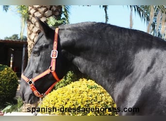 PRE Mestizo, Semental, 3 años, 167 cm, Negro