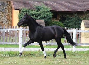 PRE, Semental, 3 años, 167 cm, Negro