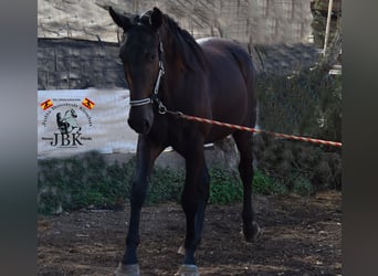 PRE, Semental, 3 años, 167 cm, Negro