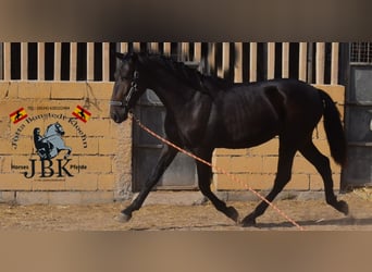 PRE, Semental, 3 años, 167 cm, Negro