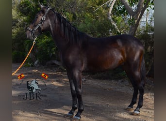 PRE, Semental, 3 años, 167 cm, Negro