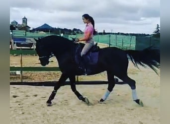 PRE Mestizo, Semental, 3 años, 167 cm, Negro