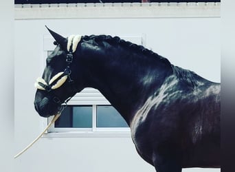 PRE Mestizo, Semental, 3 años, 167 cm, Negro