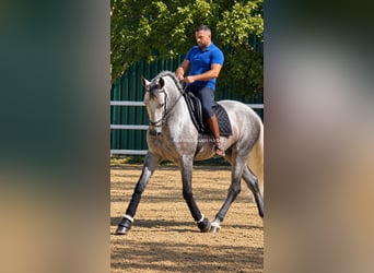 PRE Mestizo, Semental, 3 años, 167 cm, Tordo