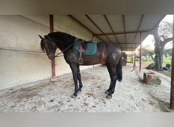 PRE Mestizo, Semental, 3 años, 168 cm, Bayo