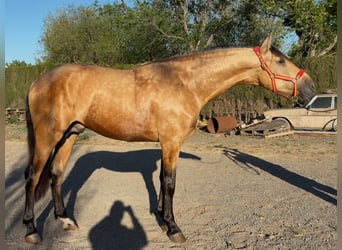 PRE, Semental, 3 años, 168 cm, Bayo