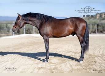 PRE Mestizo, Semental, 3 años, 168 cm, Castaño