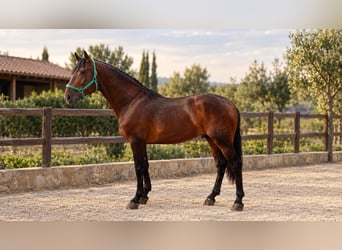 PRE Mestizo, Semental, 3 años, 168 cm, Castaño
