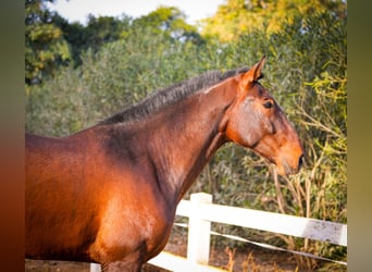 PRE Mestizo, Semental, 3 años, 168 cm, Castaño