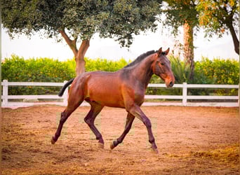 PRE Mestizo, Semental, 3 años, 168 cm, Castaño