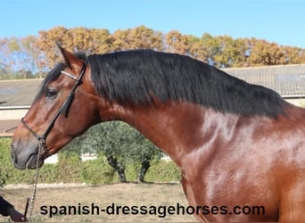 PRE Mestizo, Semental, 3 años, 168 cm, Castaño
