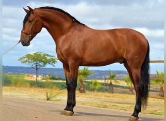 PRE Mestizo, Semental, 3 años, 168 cm, Castaño