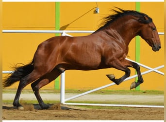 PRE Mestizo, Semental, 3 años, 168 cm, Castaño