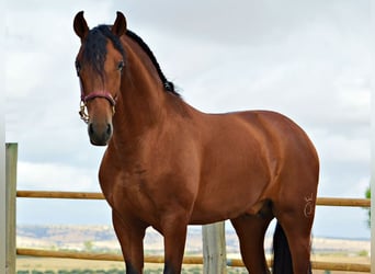 PRE Mestizo, Semental, 3 años, 168 cm, Castaño